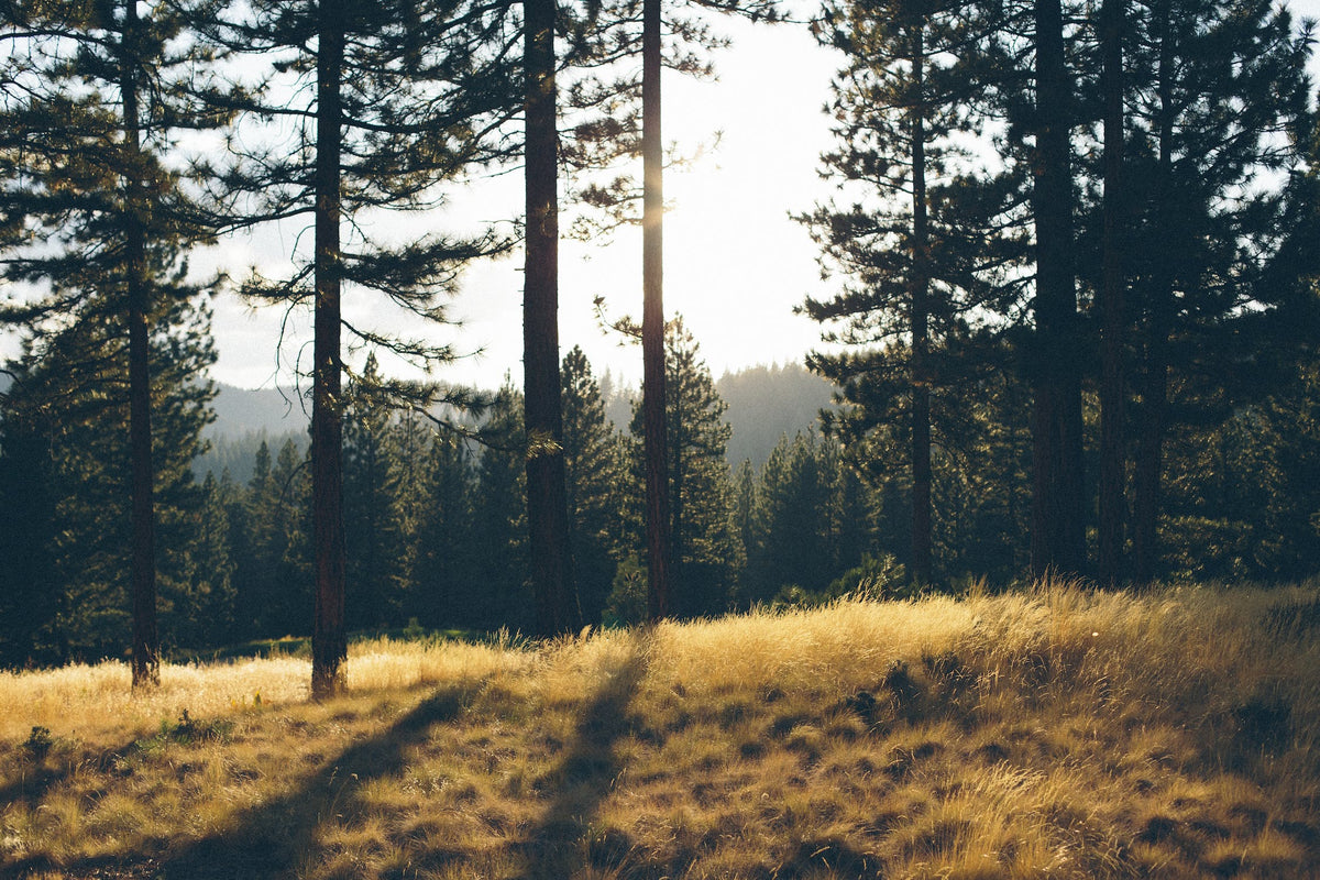 Naturnaher Wald im Sonnenuntergang